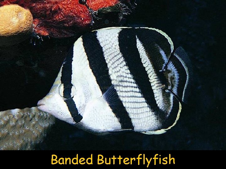 Banded Butterflyfish 