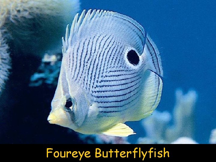 Foureye Butterflyfish 