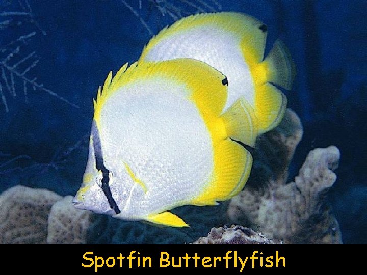 Spotfin Butterflyfish 