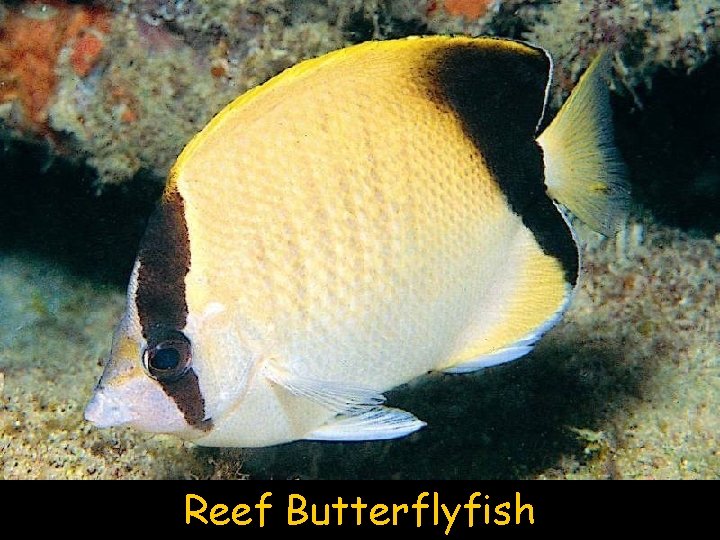 Reef Butterflyfish 