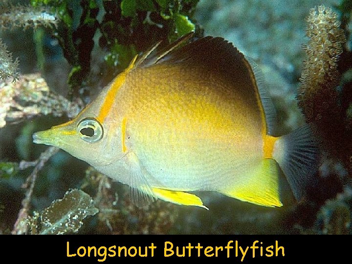Longsnout Butterflyfish 