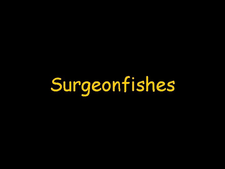 Surgeonfishes 