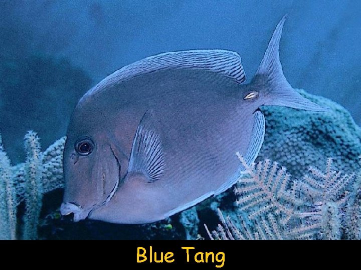 Blue Tang 