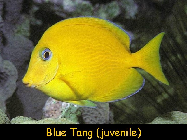 Blue Tang (juvenile) 