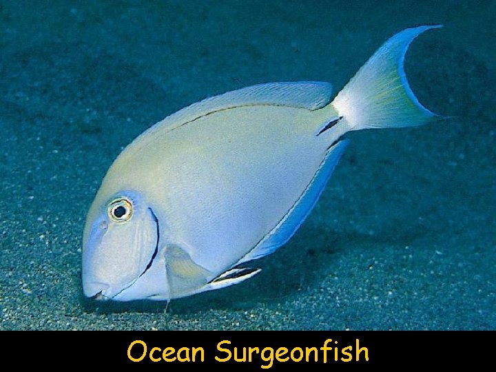 Ocean Surgeonfish 