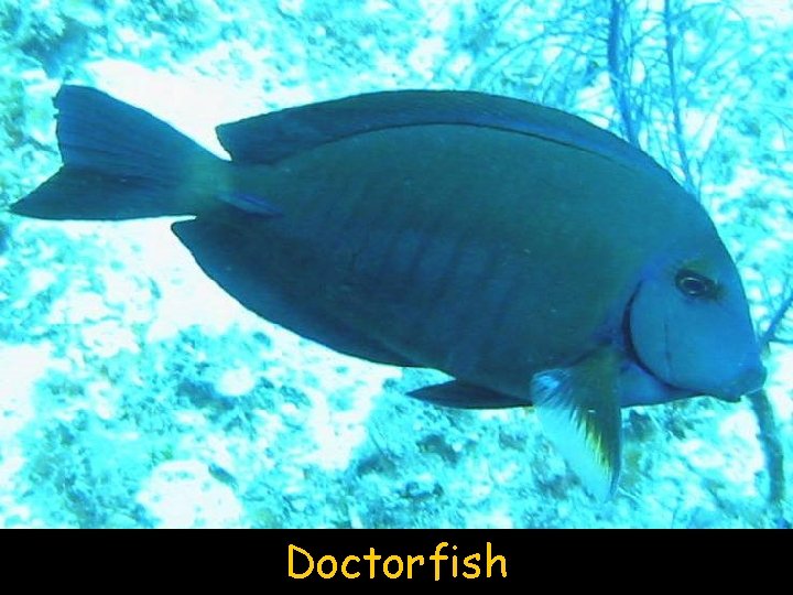 Doctorfish 