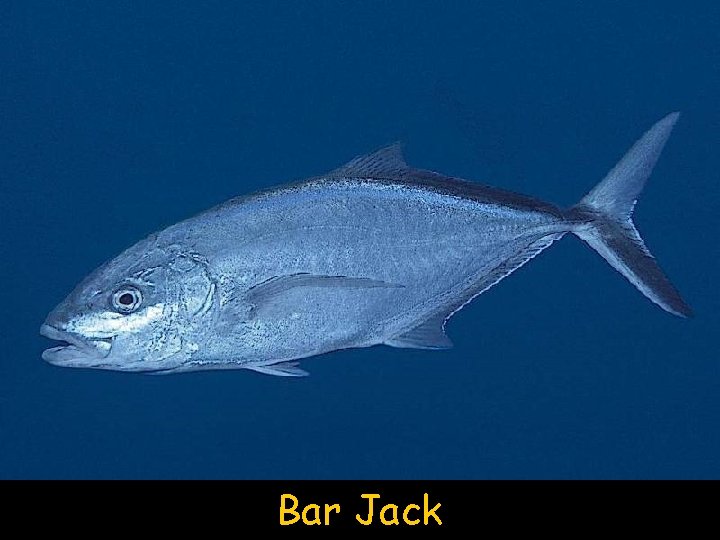 Bar Jack 