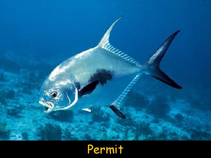 Permit 