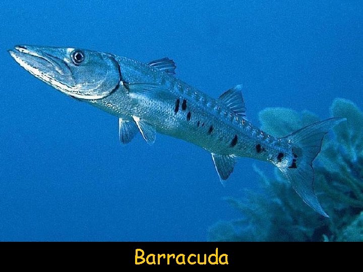 Barracuda 