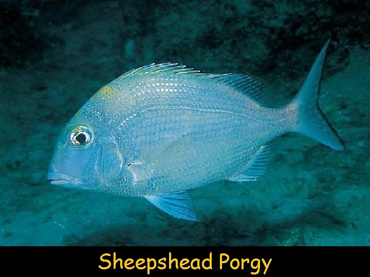 Sheepshead Porgy 