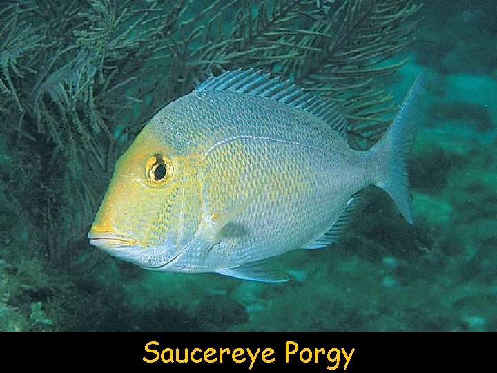 Saucereye Porgy 