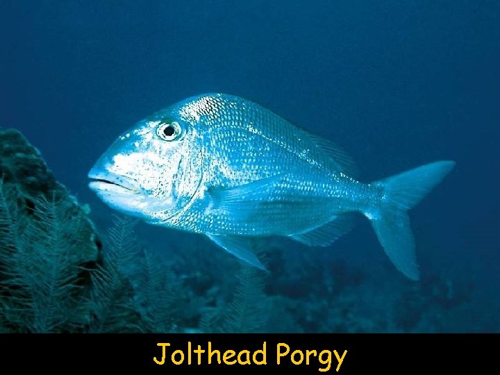 Jolthead Porgy 