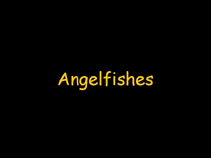 Angelfishes 