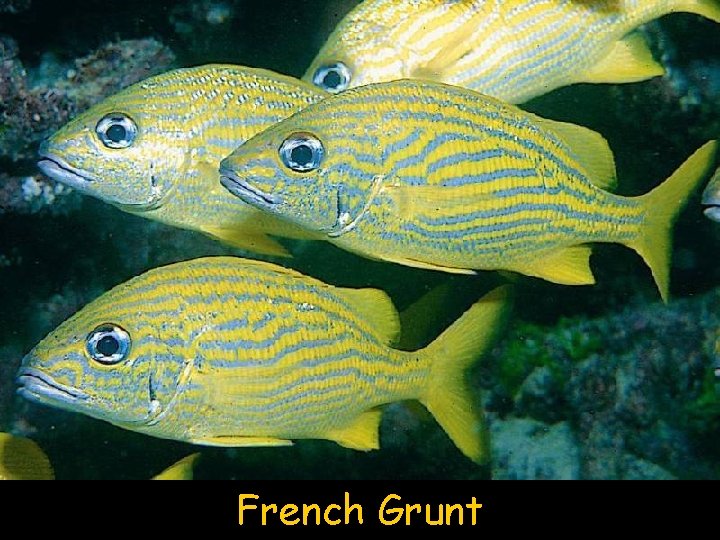 French Grunt 