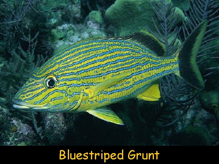 Bluestriped Grunt 