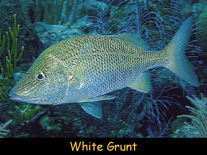 White Grunt 