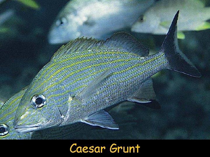 Caesar Grunt 