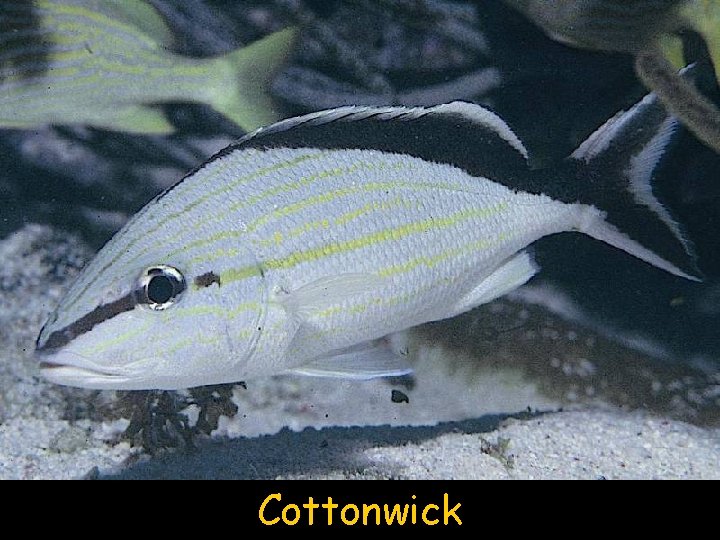 Cottonwick 