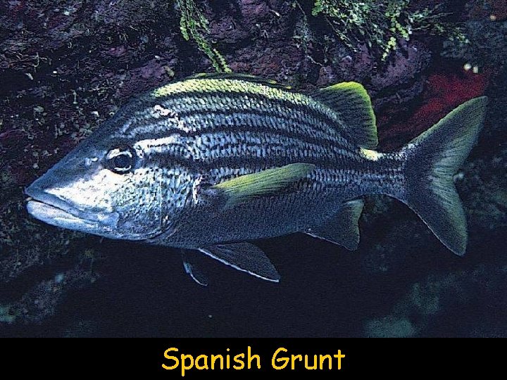 Spanish Grunt 