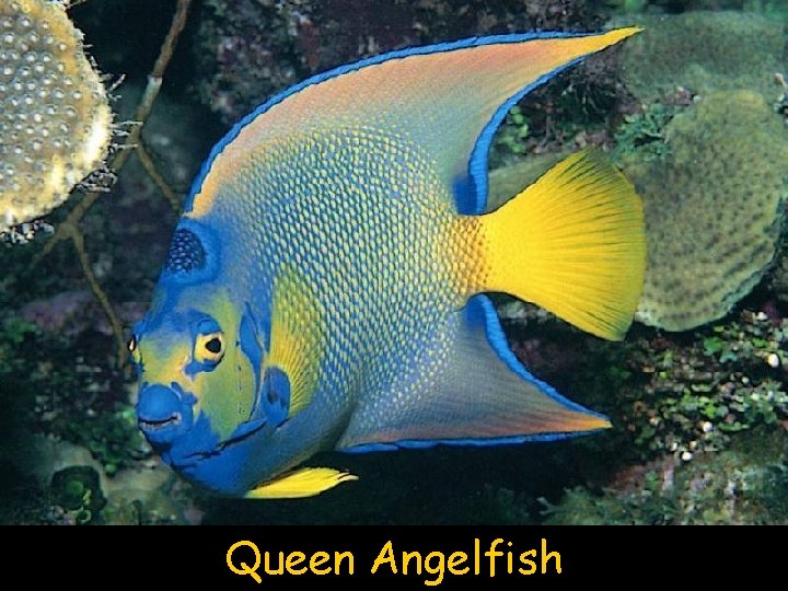 Queen Angelfish 