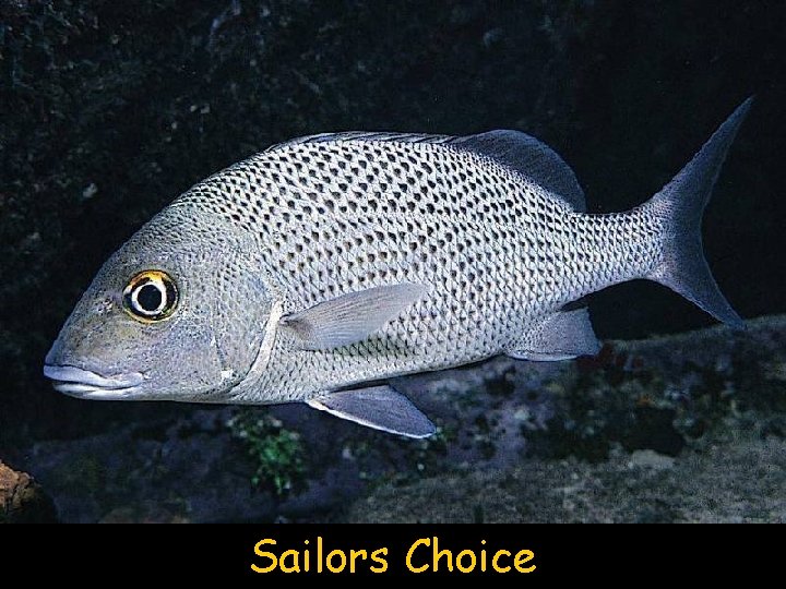 Sailors Choice 