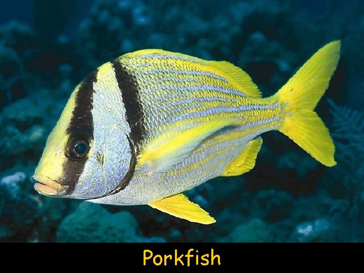 Porkfish 