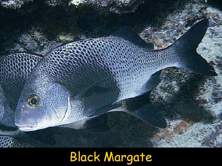 Black Margate 