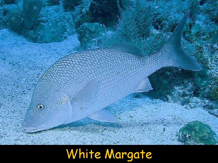 White Margate 