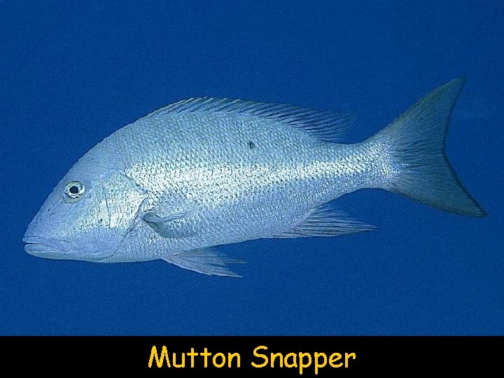 Mutton Snapper 