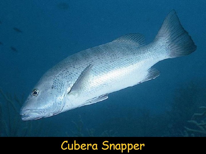 Cubera Snapper 