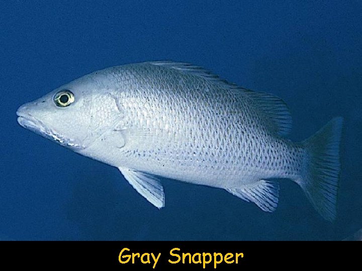 Gray Snapper 