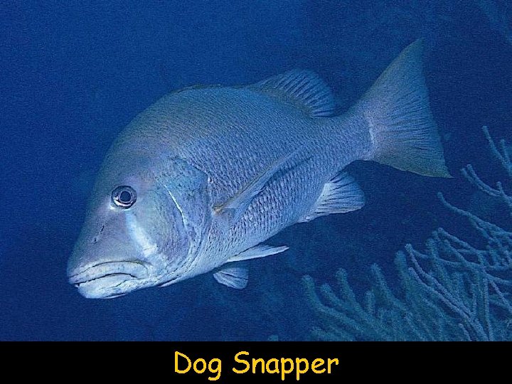 Dog Snapper 