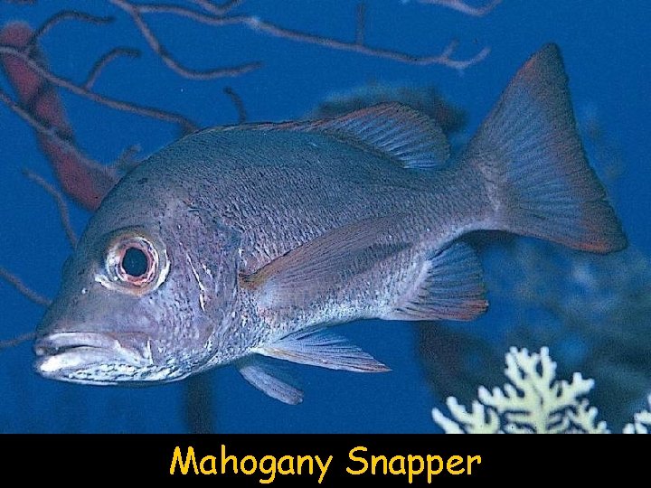 Mahogany Snapper 
