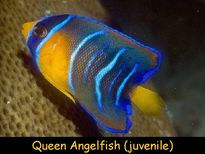 Queen Angelfish (juvenile) 