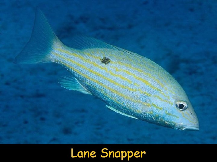 Lane Snapper 