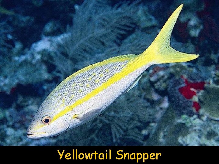 Yellowtail Snapper 