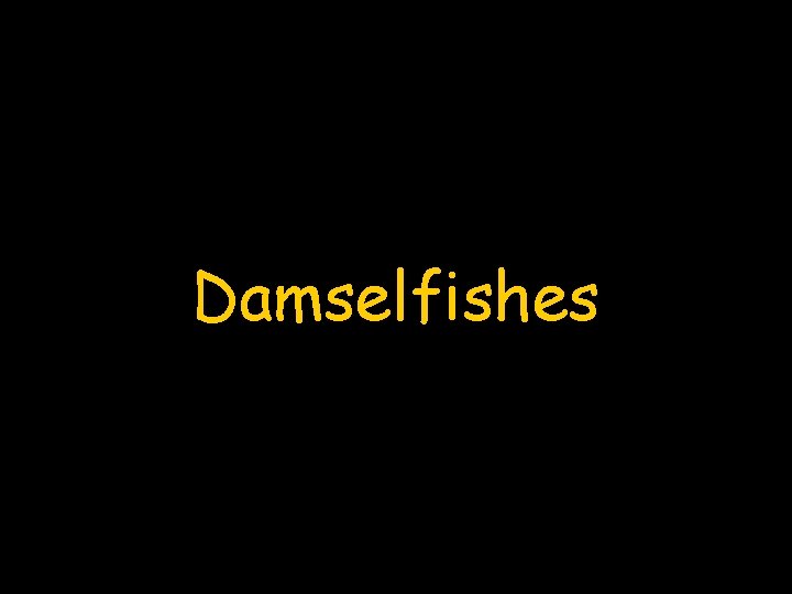 Damselfishes 