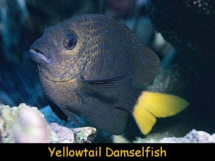 Yellowtail Damselfish 