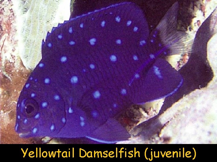 Yellowtail Damselfish (juvenile) 