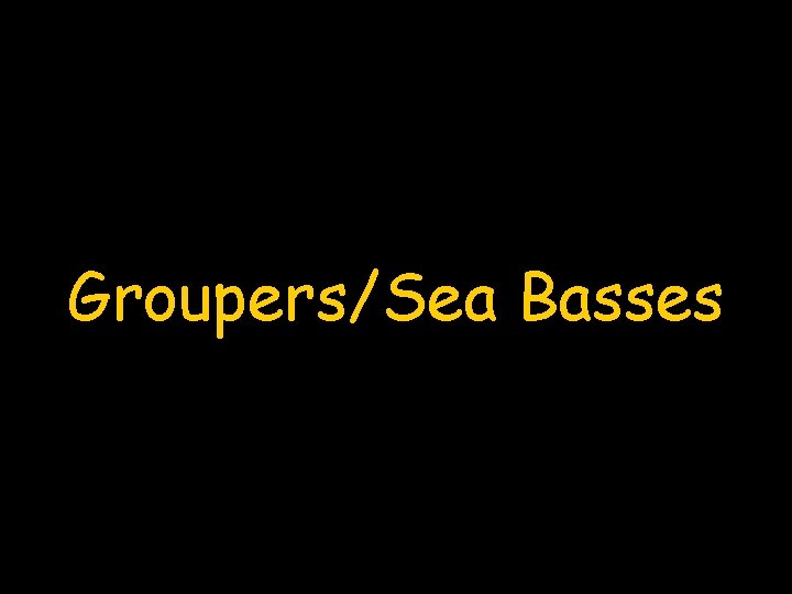 Groupers/Sea Basses 