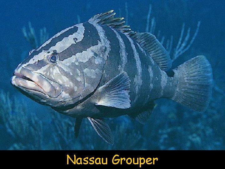 Nassau Grouper 