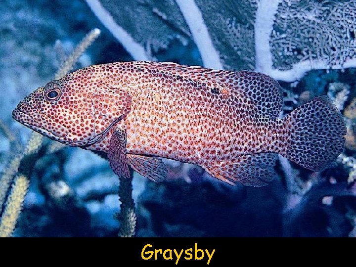 Graysby 