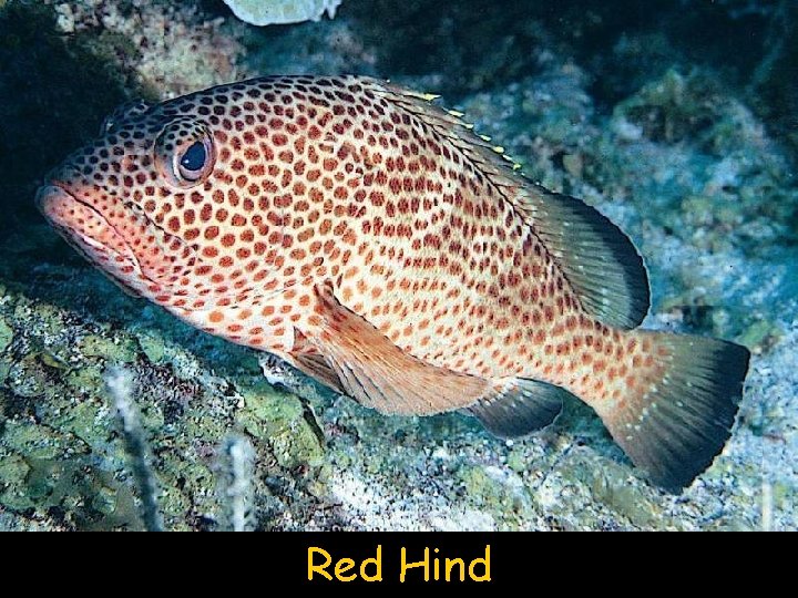 Red Hind 