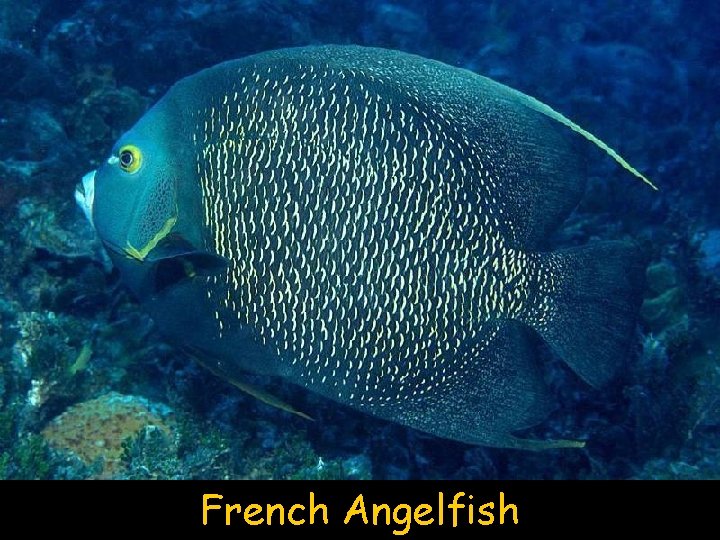 French Angelfish 