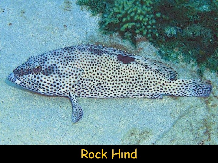 Rock Hind 