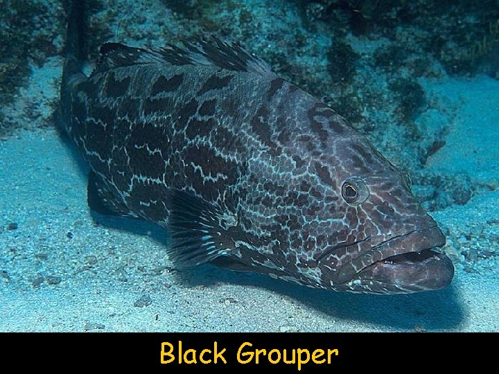 Black Grouper 