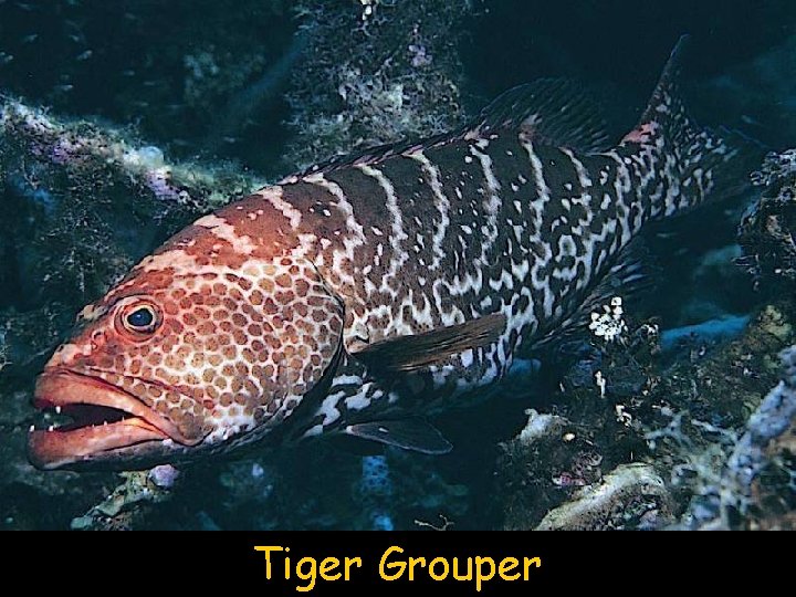 Tiger Grouper 