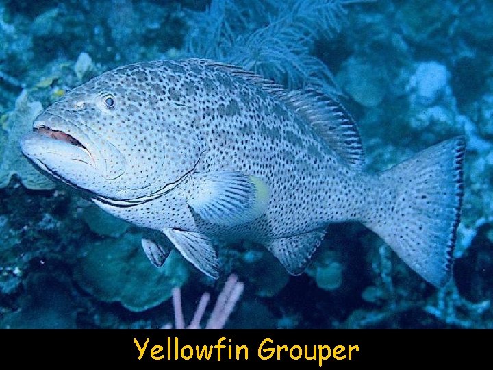 Yellowfin Grouper 