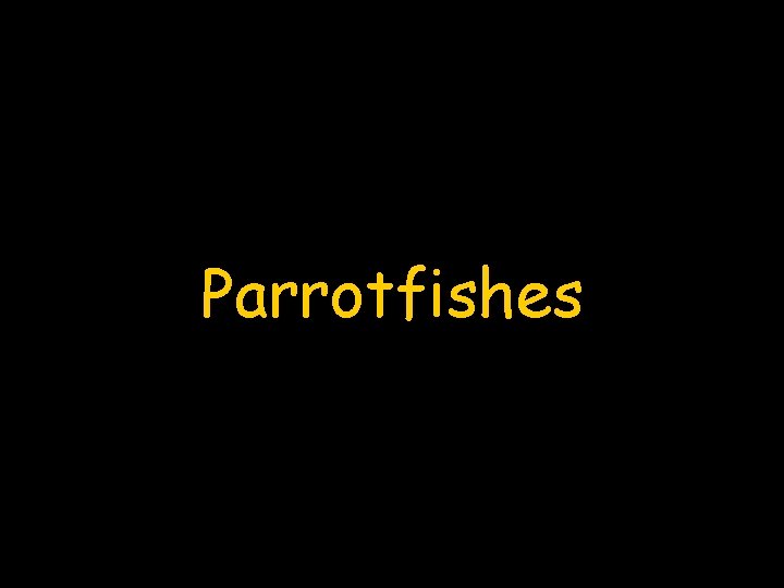 Parrotfishes 
