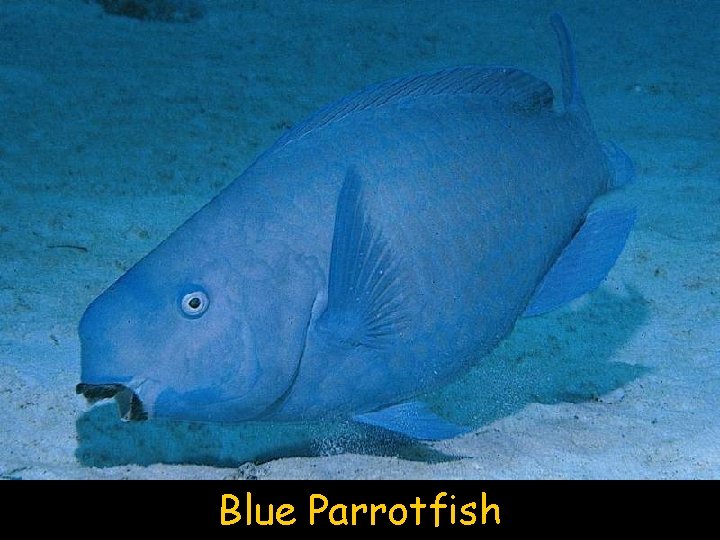 Blue Parrotfish 